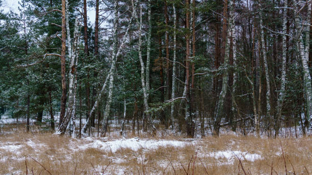 istock frozen country side by the sea 917325492