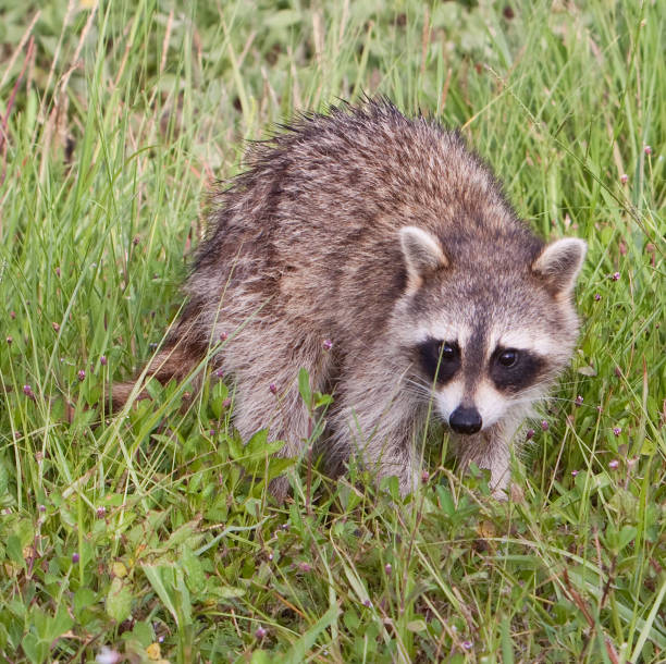 istock Baby Raccoon in the grass 91732740