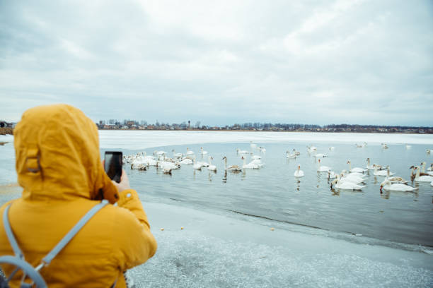 istock woman feed swans on winter lake 917331636