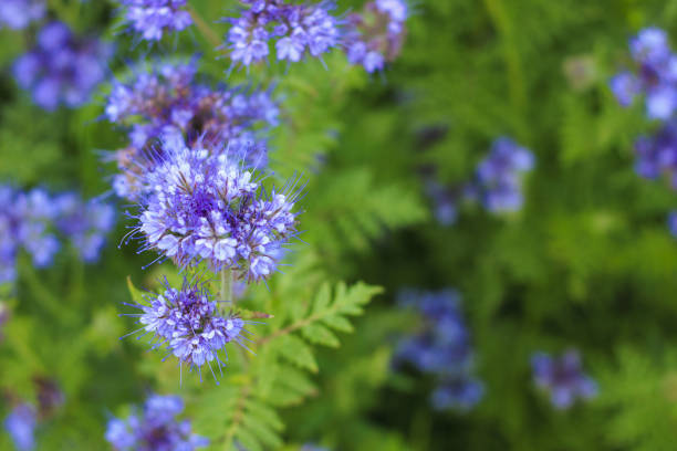 istock Blooming phacelia plants in July. 917331670