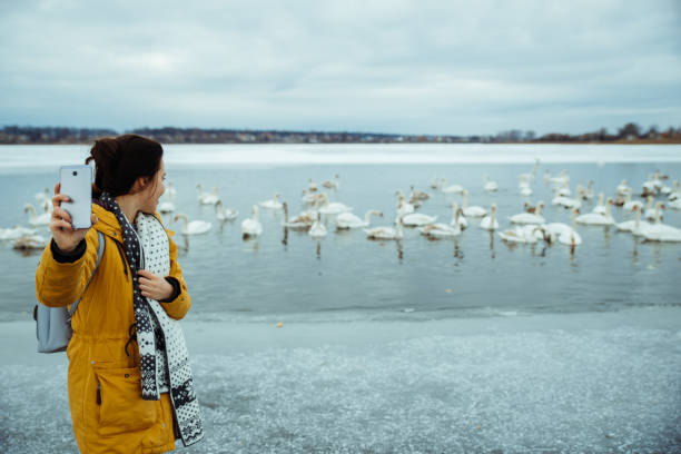 istock woman feed swans on winter lake 917331672