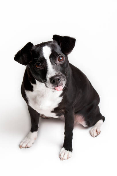 istock Cute little pet dog against white background 917332214