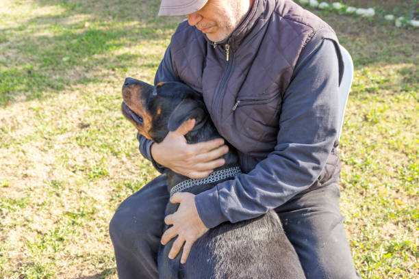 istock Rottweiler dog and it's trainer 917332644