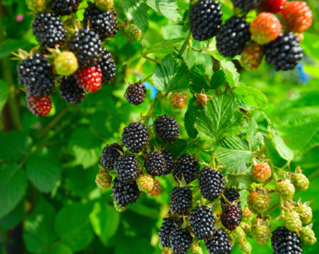Blackberries in basket with decoration