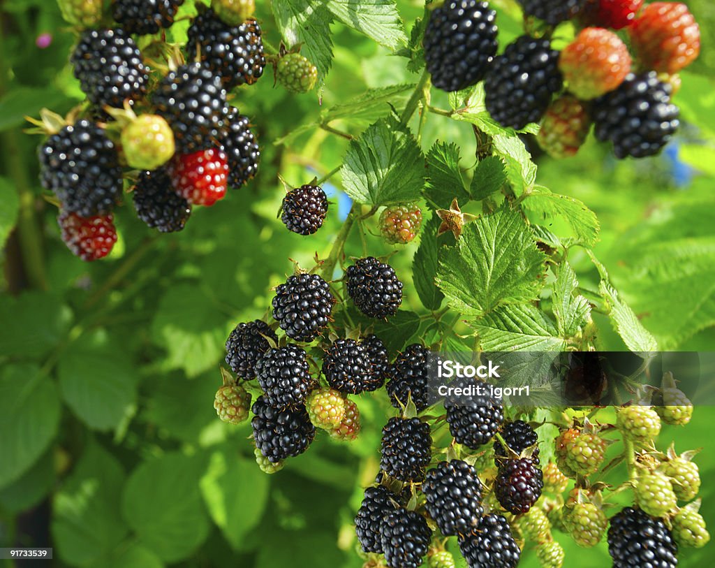 blackberry ripe  blackberry on a branch Blackberry - Fruit Stock Photo