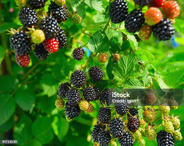 Blackberry Stock Photo - Download Image Now - Blackberry - Fruit, Bush, Cultivated