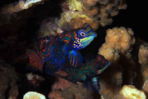 istock Mandarinfish Couple 917336168