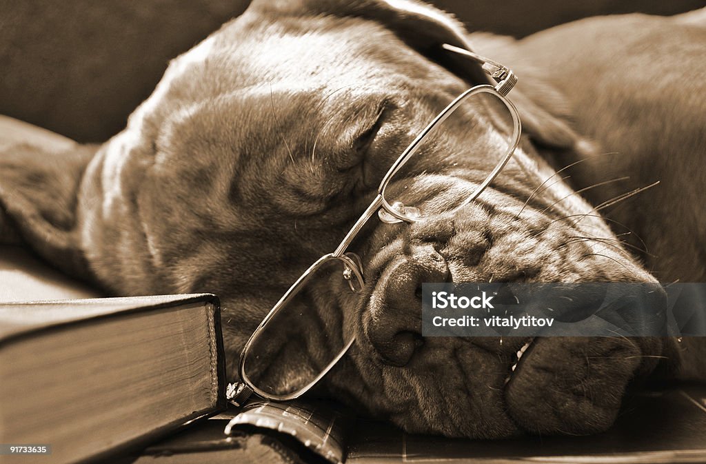 Pies w okularach - Zbiór zdjęć royalty-free (Abstrakcja)