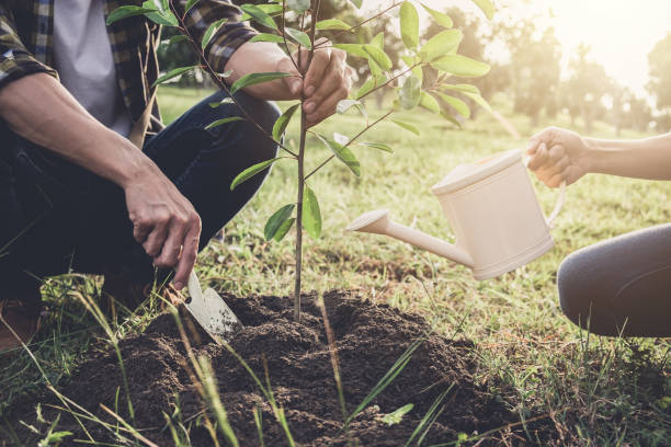 istock Young couple planting the tree while Watering a tree working in the garden as save world concept, nature, environment and ecology 917336512