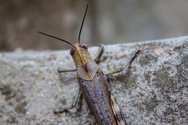 istock Beautiful shot of big Grasshopper 917337028