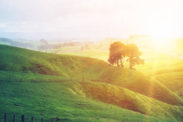 丘の上の緑の草農場で夜明けの日の出。 - landscape hill green grass ストックフォトと画像