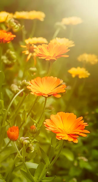 istock Beautifu summer Wallpaper with Marigold flowers 917339918