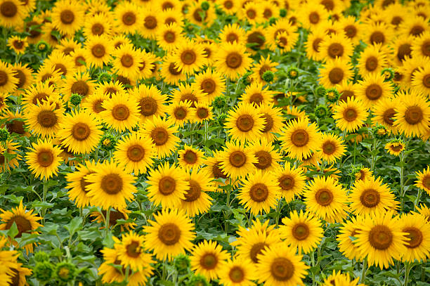 modello di girasoli - guyuan foto e immagini stock