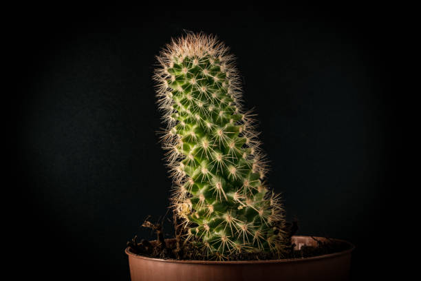 istock Cactus in a pot on a black background closeup 917344102