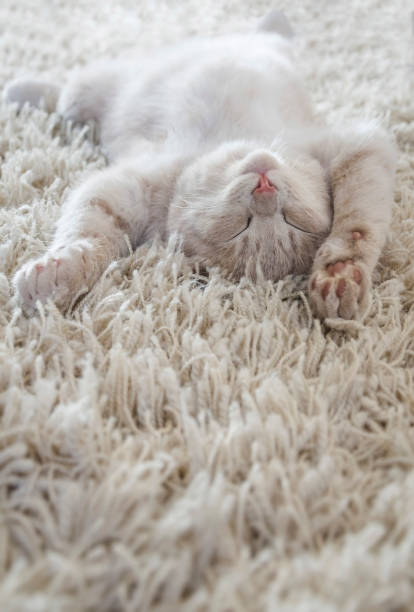 istock Cute cat lying on the back like on a carpet 917344426