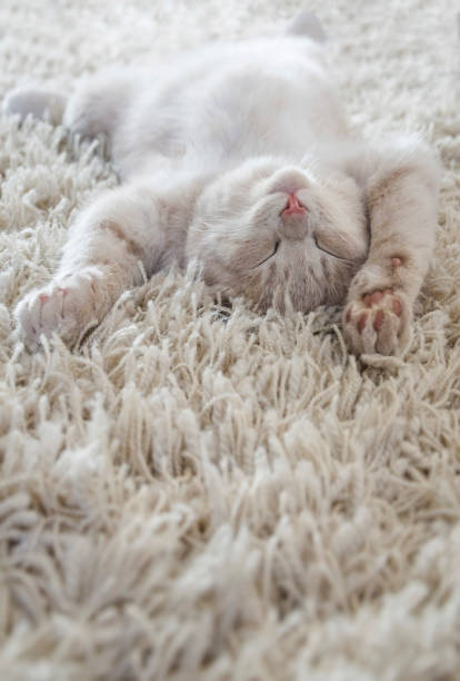Cute cat lying on the back like on a carpet stock photo