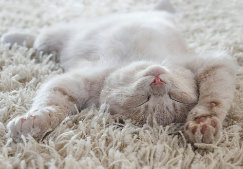 Lindo gato acostado boca arriba como sobre una alfombra photo
