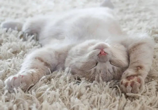 Photo of Cute cat lying on the back like on a carpet