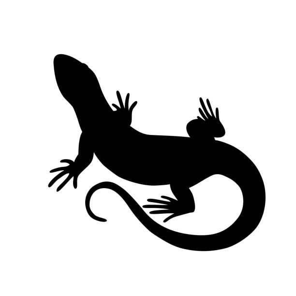 illustrazioni stock, clip art, cartoni animati e icone di tendenza di silhouette nera isolata di lucertola su sfondo bianco. - lizard