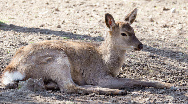 istock young female deer in a park on the nature 917348444