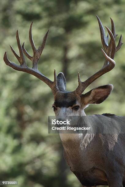 Duże Jeleń Buck Muł - zdjęcia stockowe i więcej obrazów Dzikie zwierzęta - Dzikie zwierzęta, Fotografika, Jeleniowate