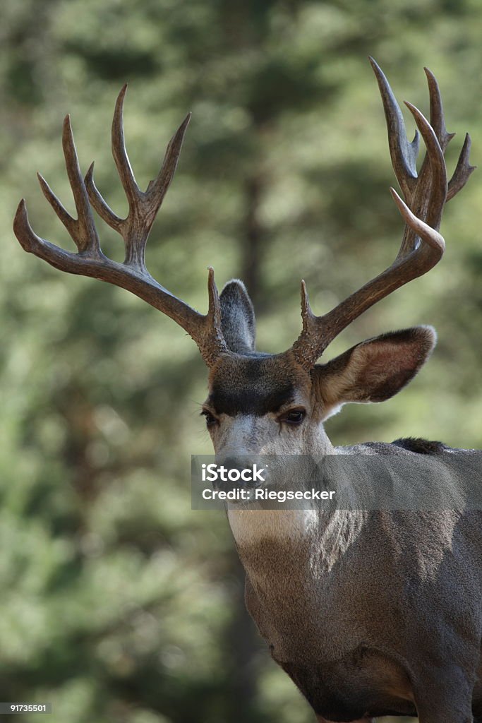 Большой Чернохвостый олень Buck - Стоковые фото Аризона - Юго-запад США роялти-фри