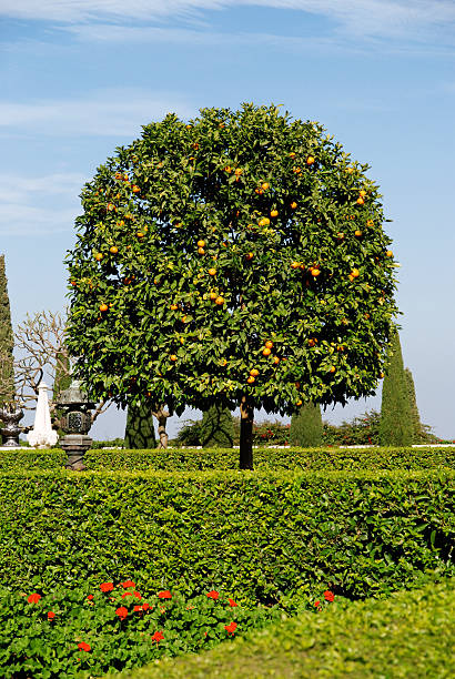The photo was taken in one of the courtyards of the ancient city of Mdina in Malta in the month of January. The picture shows ripe oranges on a tree branch after rain.