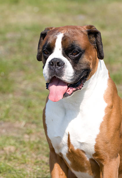 istock Portrait of bulldog 91735838