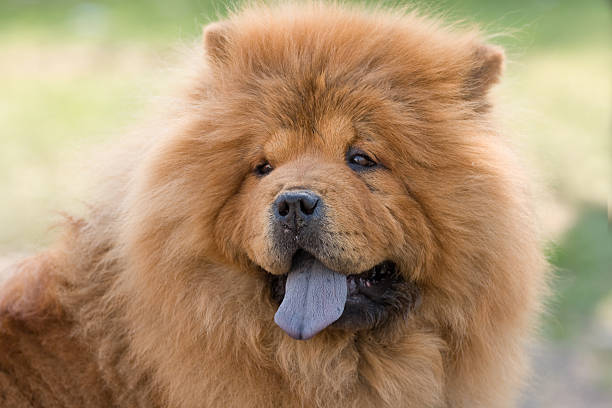 porträt chow-chow - chow stock-fotos und bilder