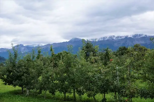 Mountain range near Glurns, Italy with apple trees
