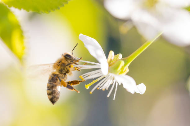 miel de abeja en la flor de cerezo - animal beautiful beauty in nature bee fotografías e imágenes de stock