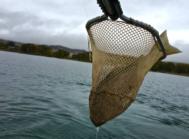 istock Fishermen Lands Big Rainbow Trout in Net 917360932
