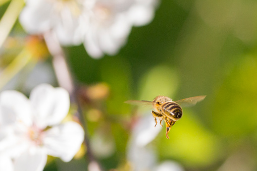 Honey Bee Flying