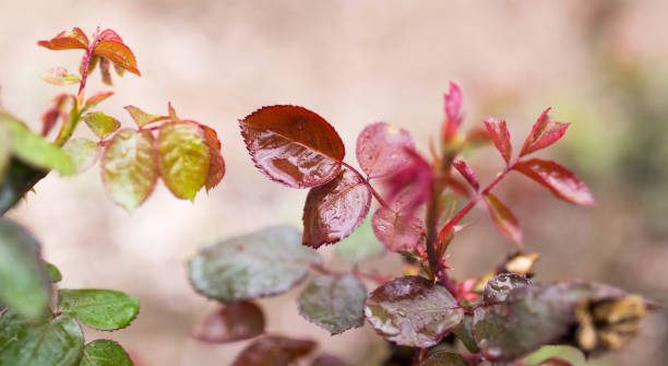 istock the leaves on the plant after the rain 917361268