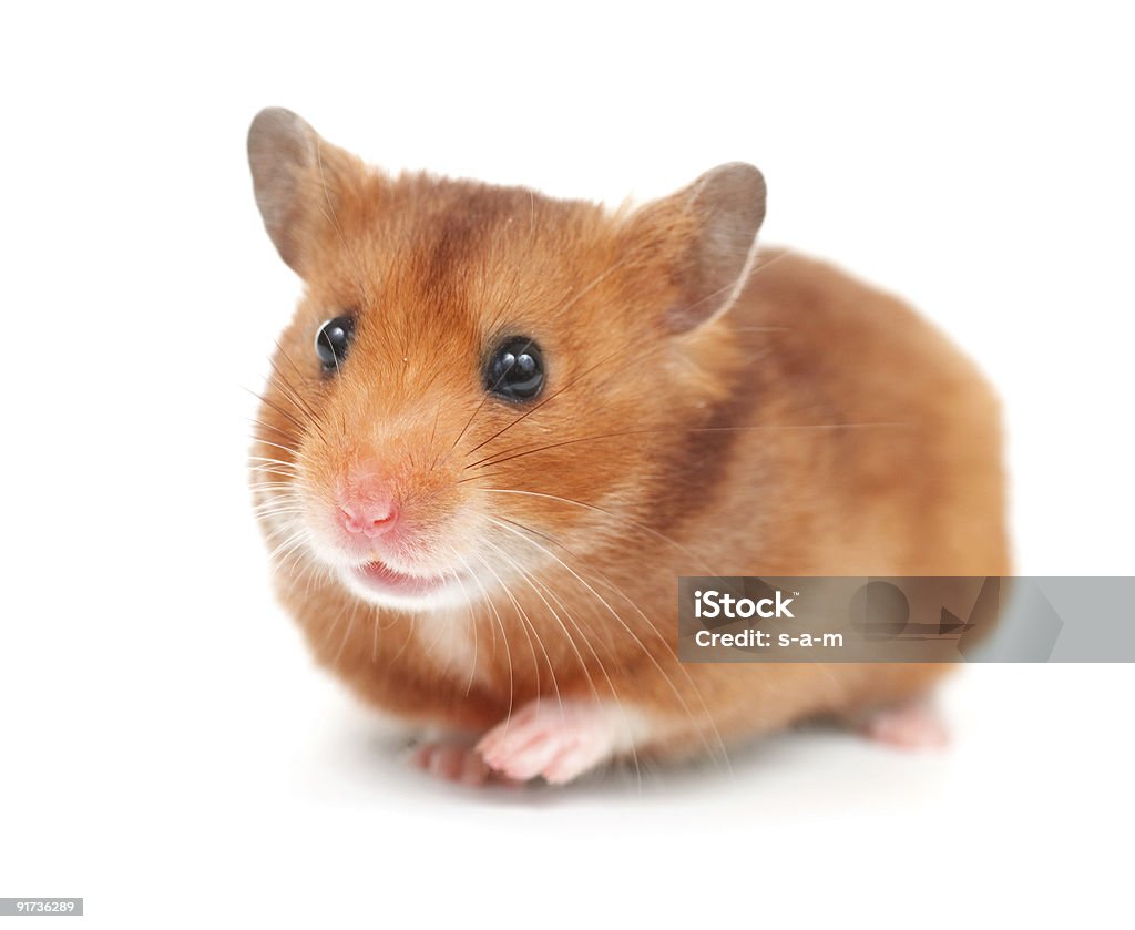 Hamster Dễ Thương Hình ảnh Sẵn có - Tải xuống Hình ảnh Ngay bây ...