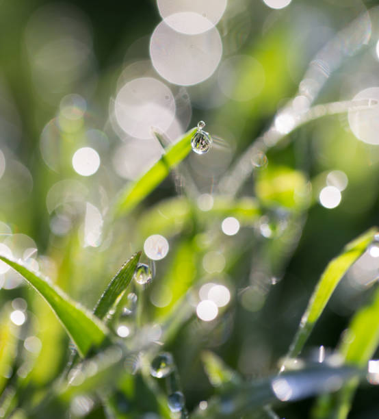 istock drops of dew on the grass in nature 917366036