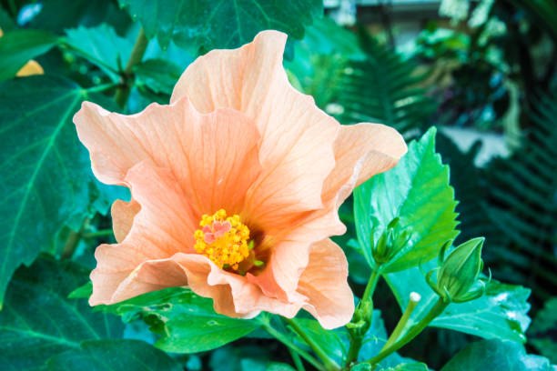 istock Orange hibiscus with leaves 917366516