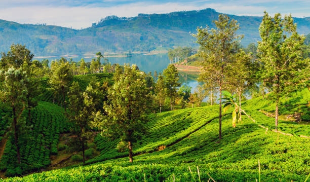istock green tea leaf green fields Natural travel background. 917366584