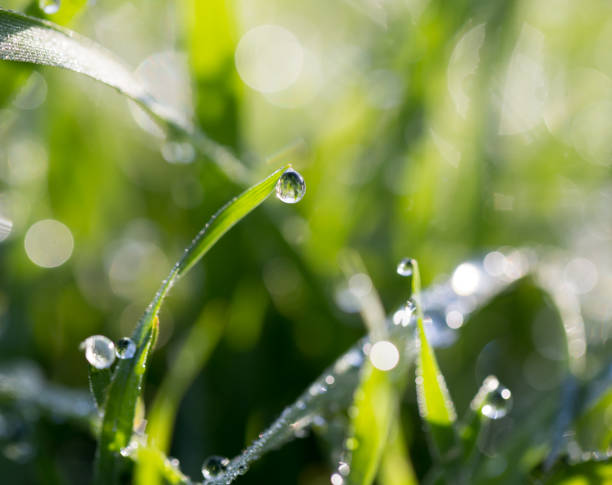 istock drops of dew on the grass in nature 917367302