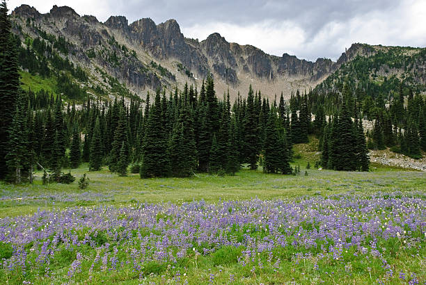 Alpine Meadow with Wildflowers and Mountains The sub-alpine meadows that surround Mount Rainier put on a brilliant display of wildflowers every summer. This meadow of lupine and bistort was photographed below cliffs of columnar basalt by the Palisades Lakes Trail near Sunrise in Mount Rainier National Park, Washington State, USA. jeff goulden mount rainier national park stock pictures, royalty-free photos & images