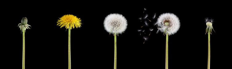 5 stages of a dandelion combined into one very large high resolution image isolated on black background