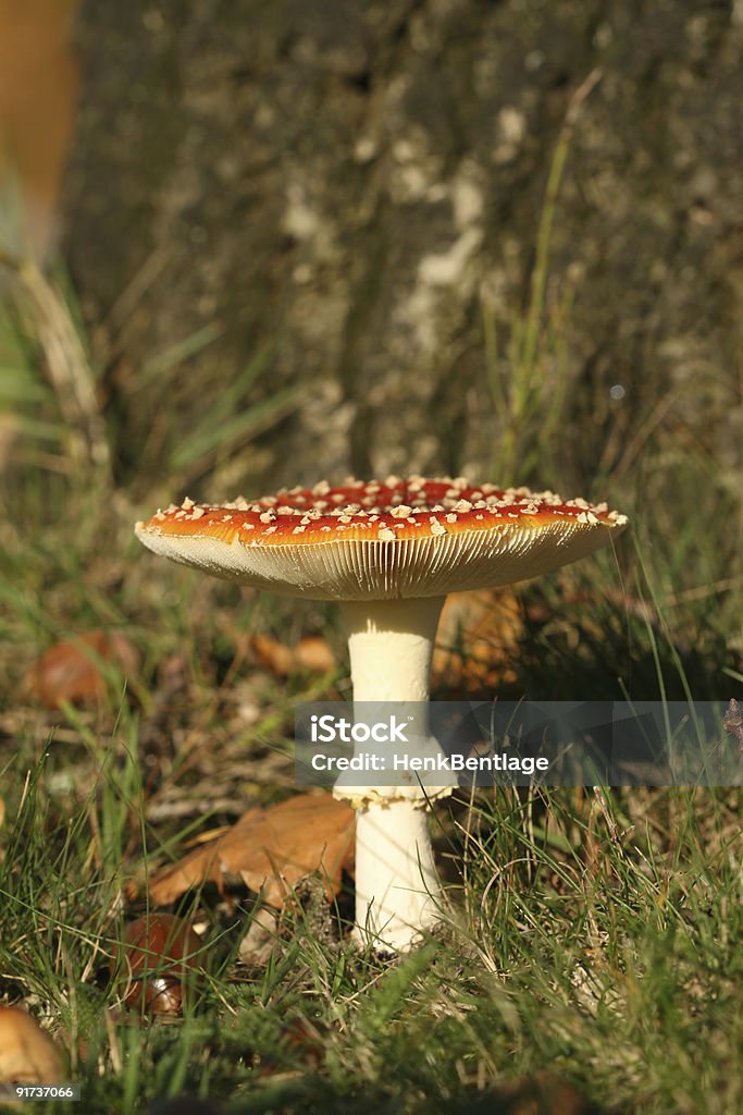 Toadstool Under A Tree Stock Photo - Download Image Now - Autumn, Brown ...