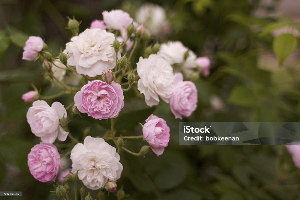 Pink & white Tea Roses  Arrangement Stock Photo