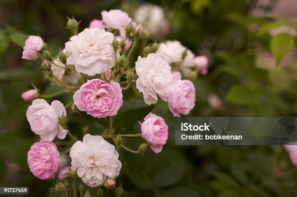 Pink White Tea Roses Stock Photo - Download Image Now - Arrangement, Beauty In Nature, Beige