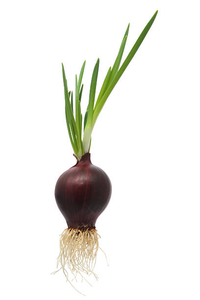 Onion stock photo