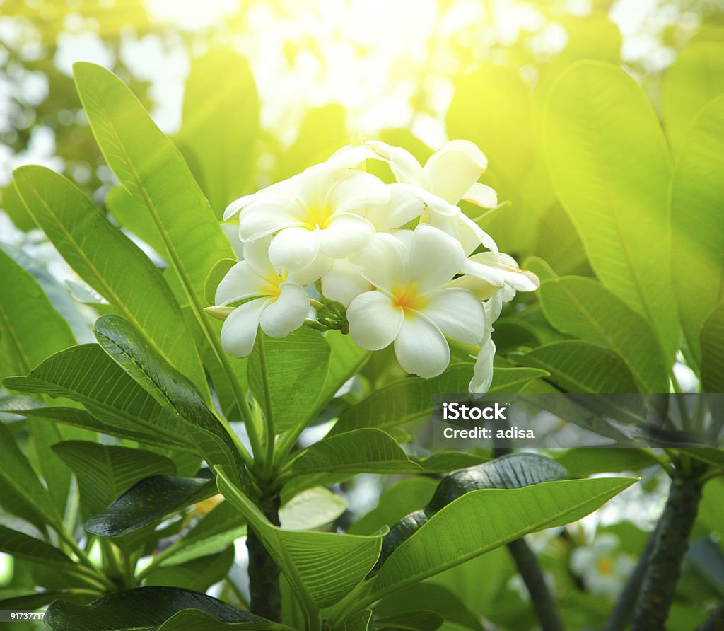 Frangipani flowers  Beauty In Nature Stock Photo