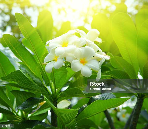 Frangipani Flowers Stock Photo - Download Image Now - Beauty In Nature, Blossom, Botany