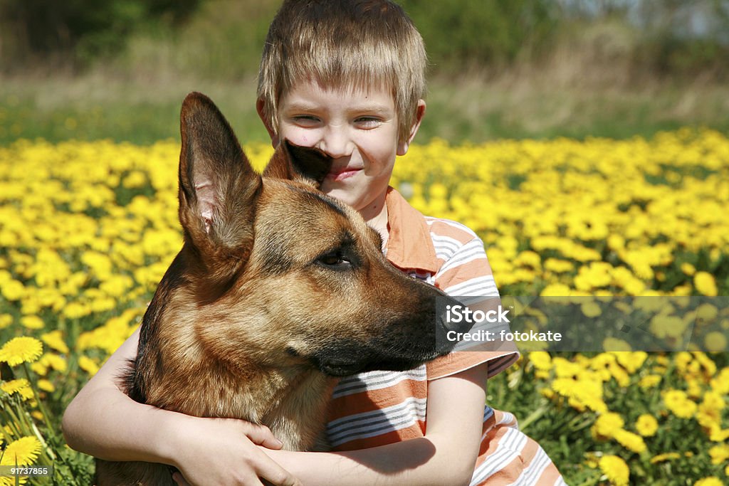 Menino, cão e amarelo meadow. - Foto de stock de Cão Pastor Alemão royalty-free