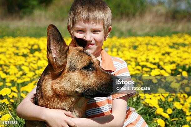 Foto de Menino Cão E Amarelo Meadow e mais fotos de stock de Cão Pastor Alemão - Cão Pastor Alemão, Etnia caucasiana, Criança