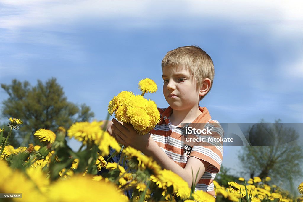 Garçon et tas de dandelions. - Photo de Activité libre de droits